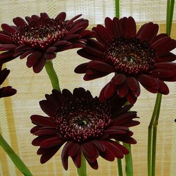 生け花