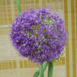 生け花