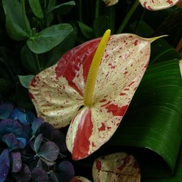 生け花