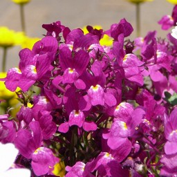 紫の花