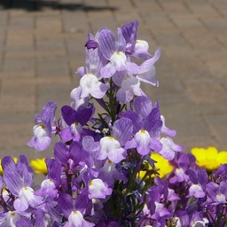 紫の花