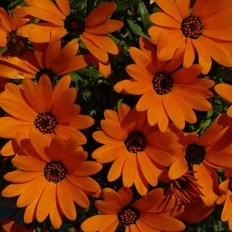 オレンジの花