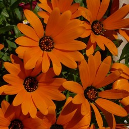 オレンジの花
