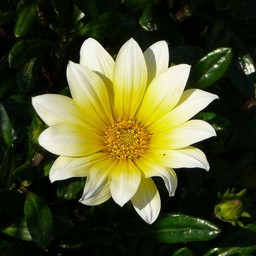 黄色い花