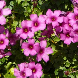 ピンクの花