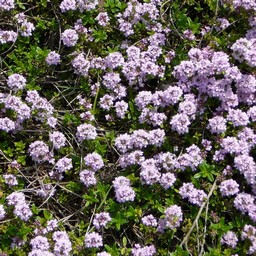 紫の花