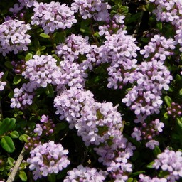 紫の花