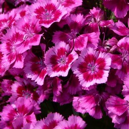 ピンクの花