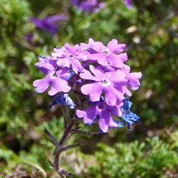ピンクの花
