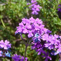 ピンクの花