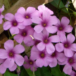 ピンクの花