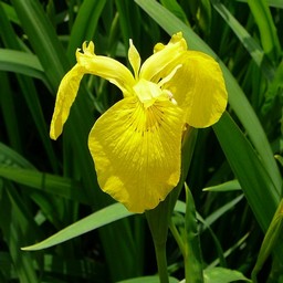 菖蒲