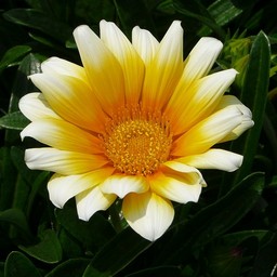 オレンジの花