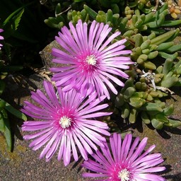 ピンクの花