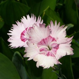 ピンクの花