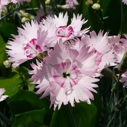 ピンクの花