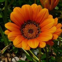 オレンジの花