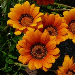 オレンジの花