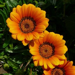 オレンジの花