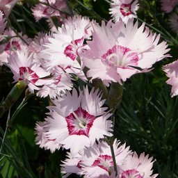 ピンクの花
