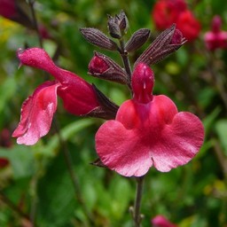 ピンクの花