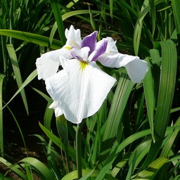しょうぶ