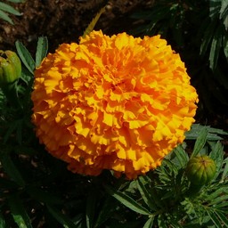 オレンジの花