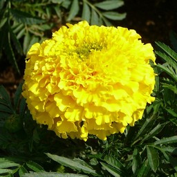 黄色の花