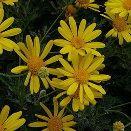 黄色の花