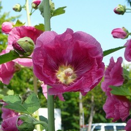 ピンクの花