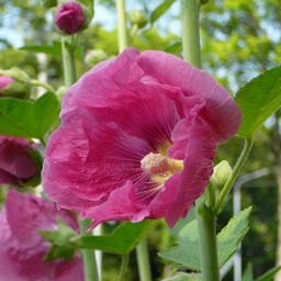 ピンクの花