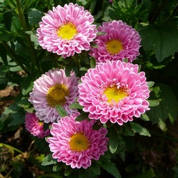 ピンクの花