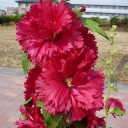 タチアオイ