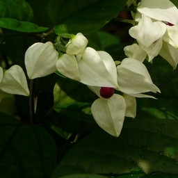 白い花