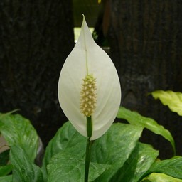 白い花