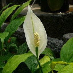 白い花
