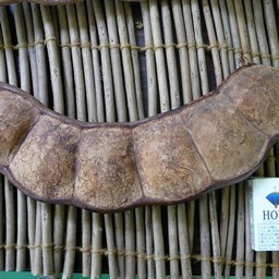 大きな豆