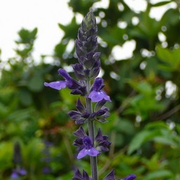 紫の花