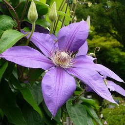 紫の花