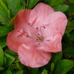 さつき