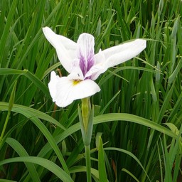 しょうぶ