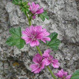 ピンクの花