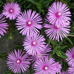 ピンクの花