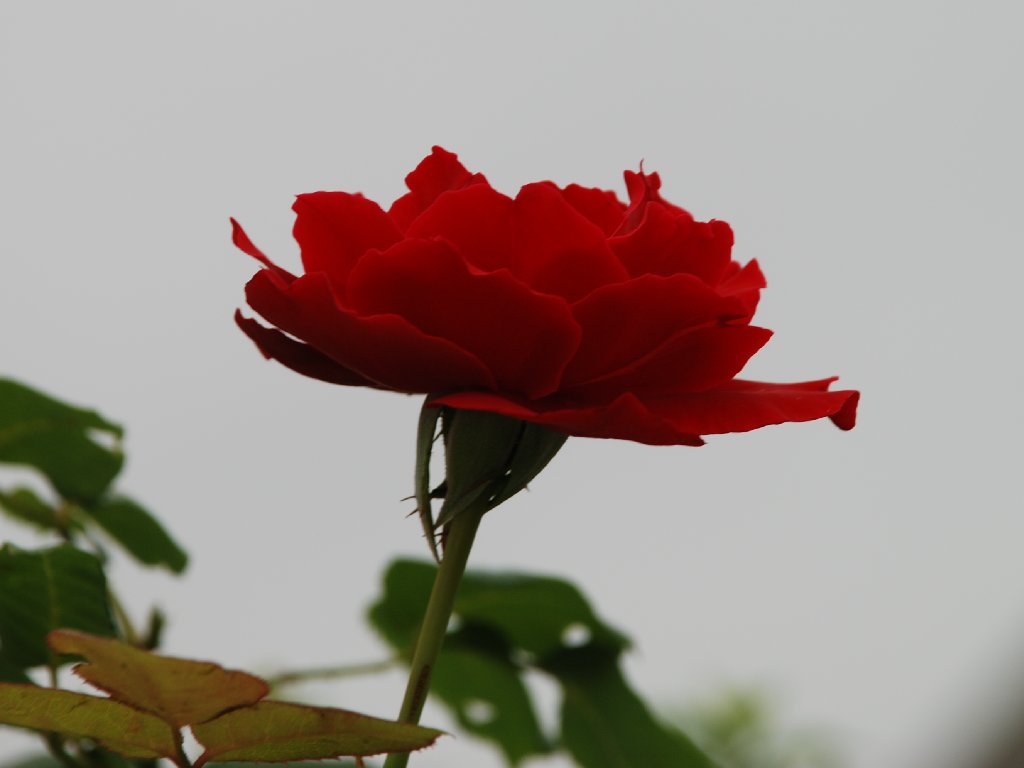 ʌzJsEKN - ԁi6Bej - ʐ^f - ݃{