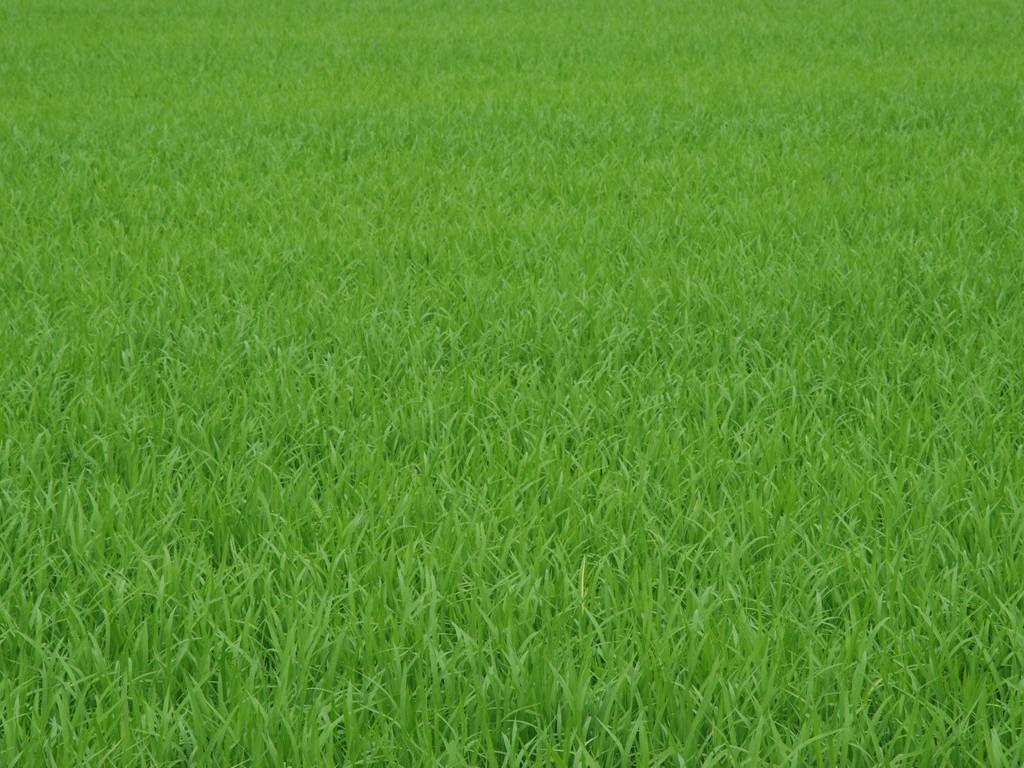 ʌzJsE - ԁi7Bej - ʐ^f - ݃{