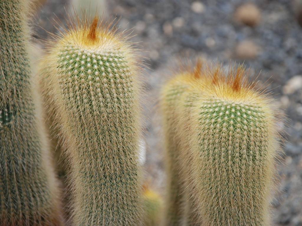 ʌsEO[Z^[EWہiڂĂj - ԁi7Bej - ʐ^f - ݃{