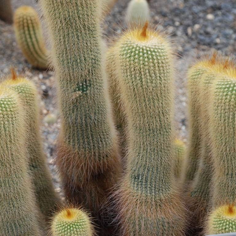 ʌsEO[Z^[EWہiڂĂj - ԁi7Bej - ʐ^f - ݃{