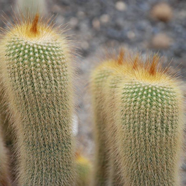 ʌsEO[Z^[EWہiڂĂj - ԁi7Bej - ʐ^f - ݃{
