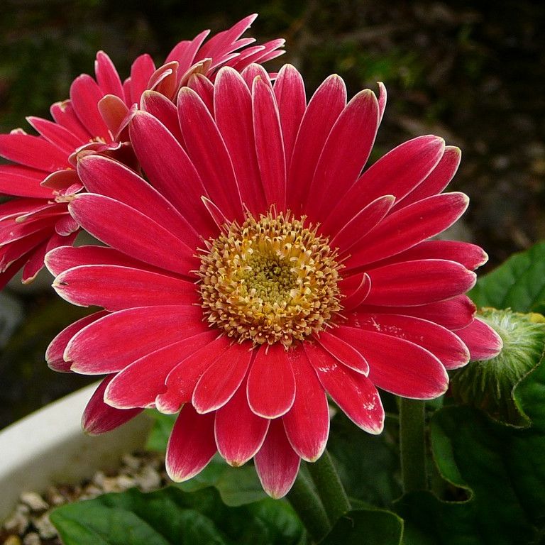 kCEK[x - ԁi7Bej - ʐ^f - ݃{