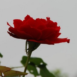 薔薇